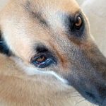 BROWNIE THE STRAY WHO GOT ATTACKED BY ANOTHER DOG