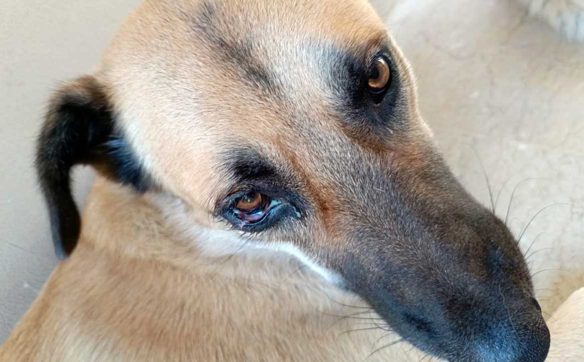 BROWNIE THE STRAY WHO GOT ATTACKED BY ANOTHER DOG