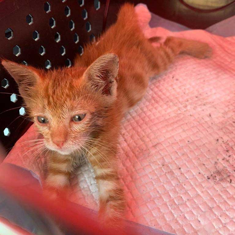GRINGO ANOTHER KITTEN SAVED
