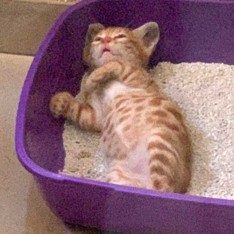 GRINGO ANOTHER KITTEN SAVED