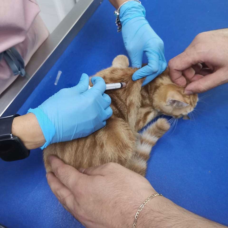 GRINGO ANOTHER KITTEN SAVED