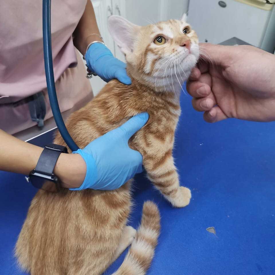 GRINGO ANOTHER KITTEN SAVED
