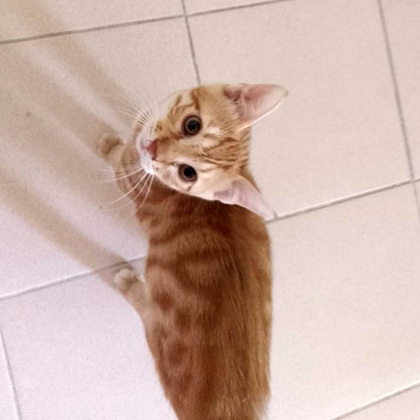 GRINGO ANOTHER KITTEN SAVED