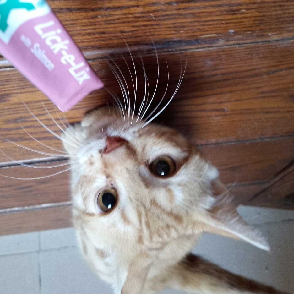 GRINGO ANOTHER KITTEN SAVED
