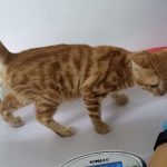 GRINGO ANOTHER KITTEN SAVED