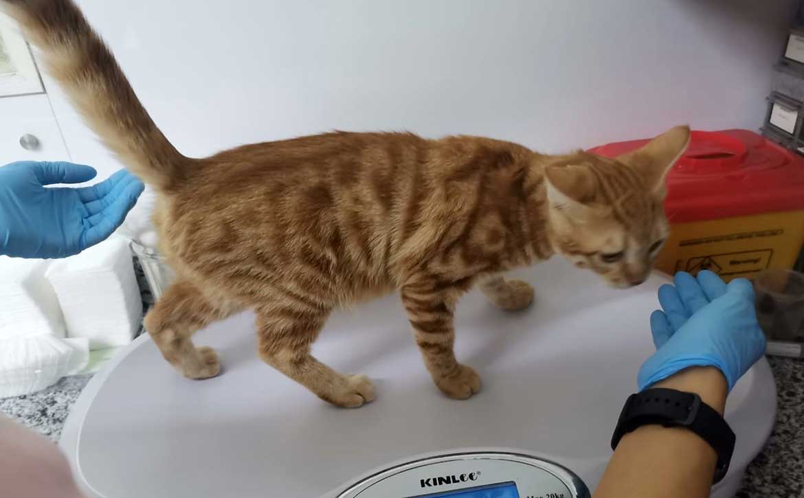 GRINGO ANOTHER KITTEN SAVED