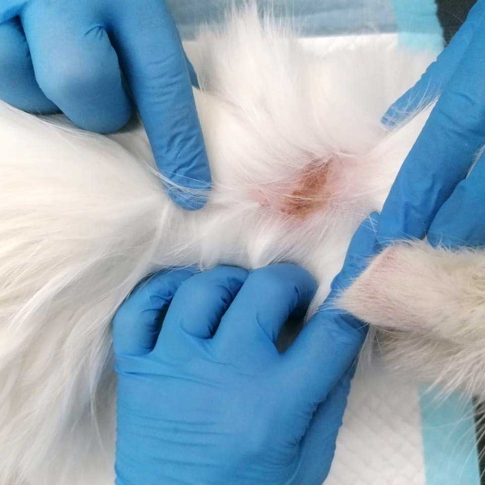KITTY THE CAT SAVED FROM BEING SOLD