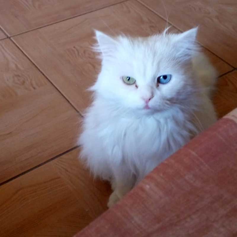 KITTY THE CAT SAVED FROM BEING SOLD