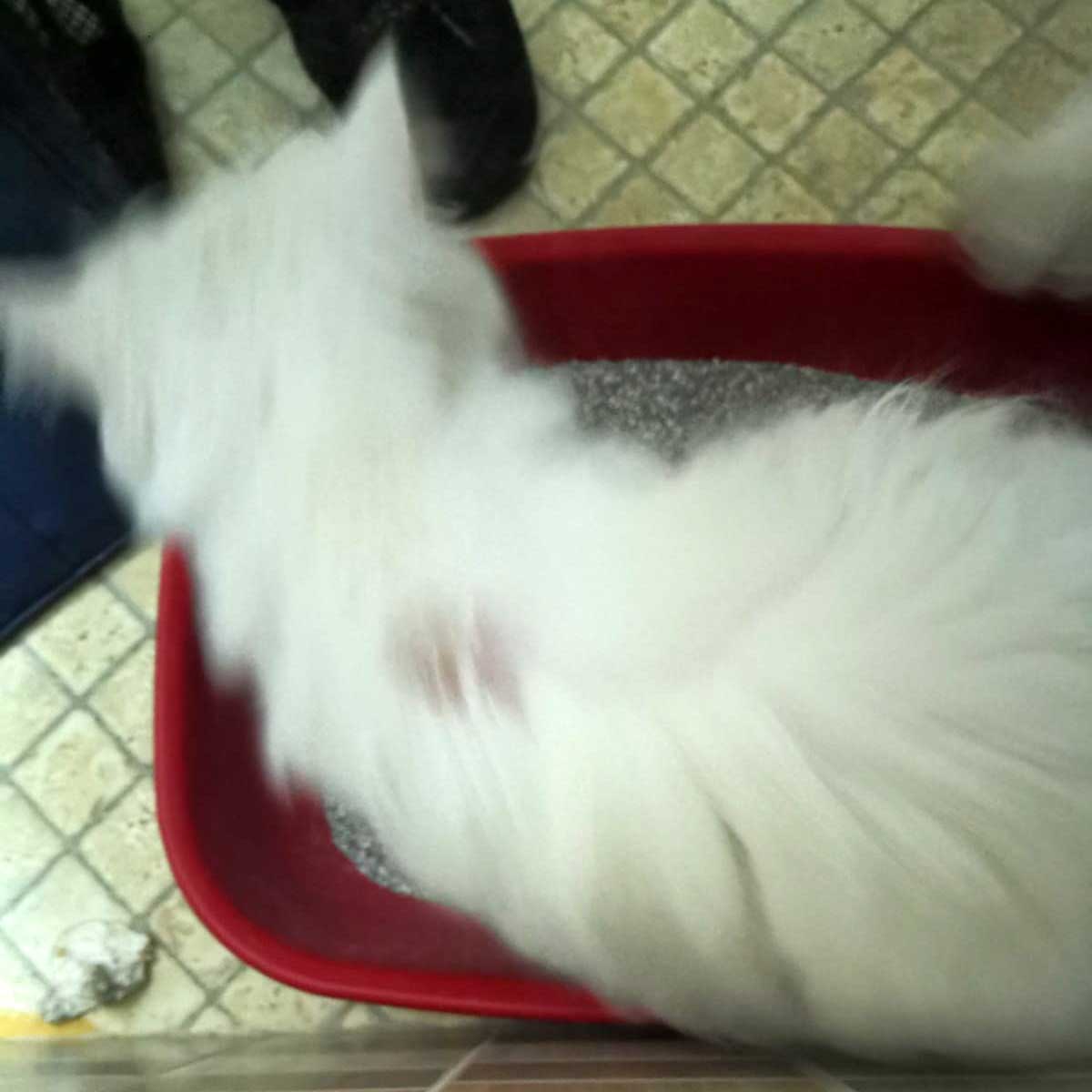 KITTY THE CAT SAVED FROM BEING SOLD