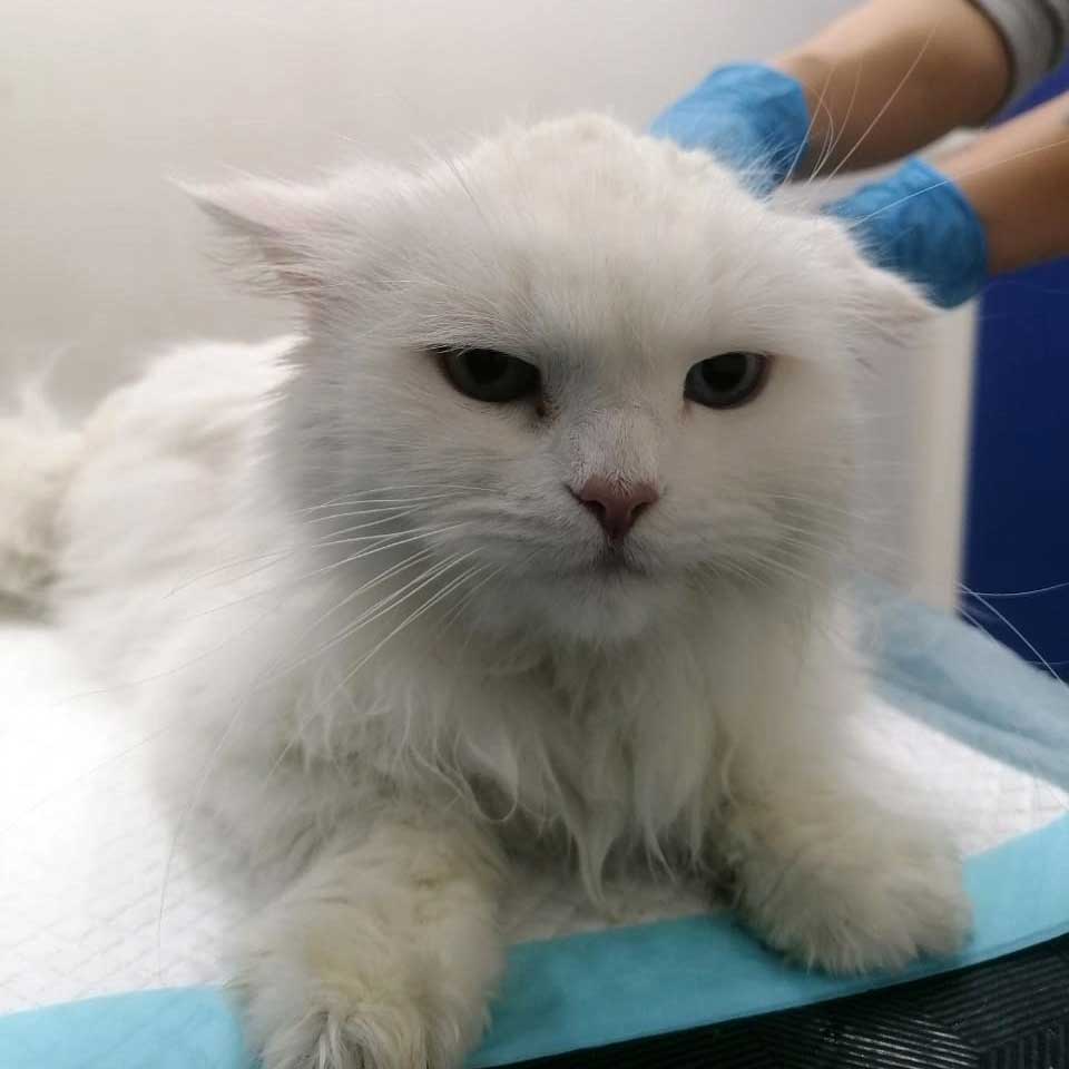 KITTY THE CAT SAVED FROM BEING SOLD