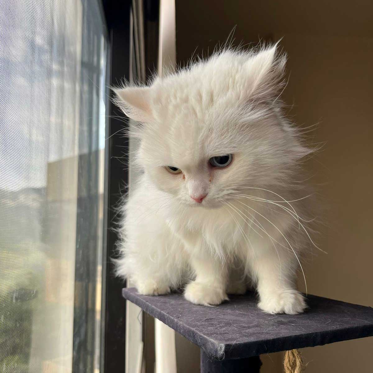 KITTY THE CAT SAVED FROM BEING SOLD