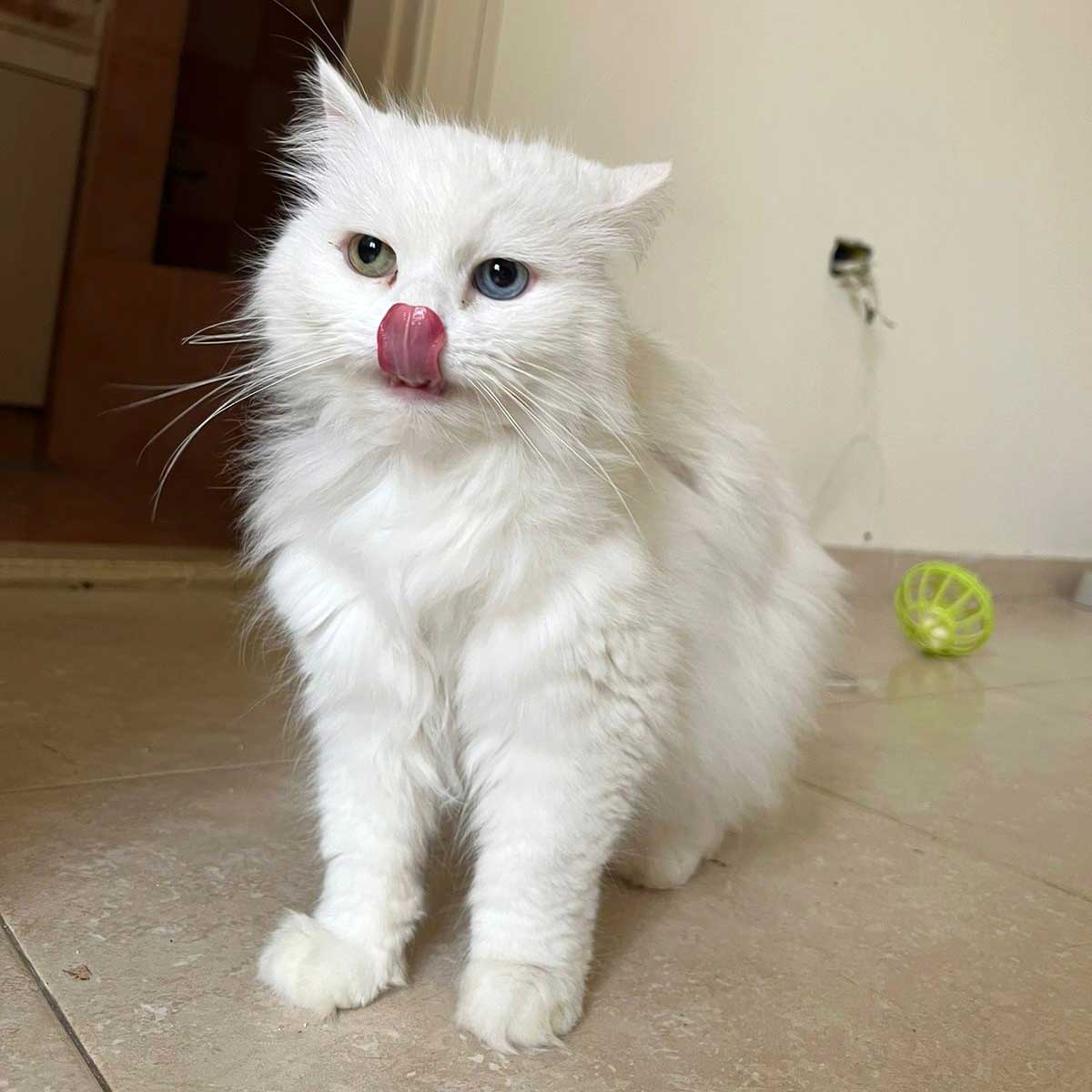 KITTY THE CAT SAVED FROM BEING SOLD