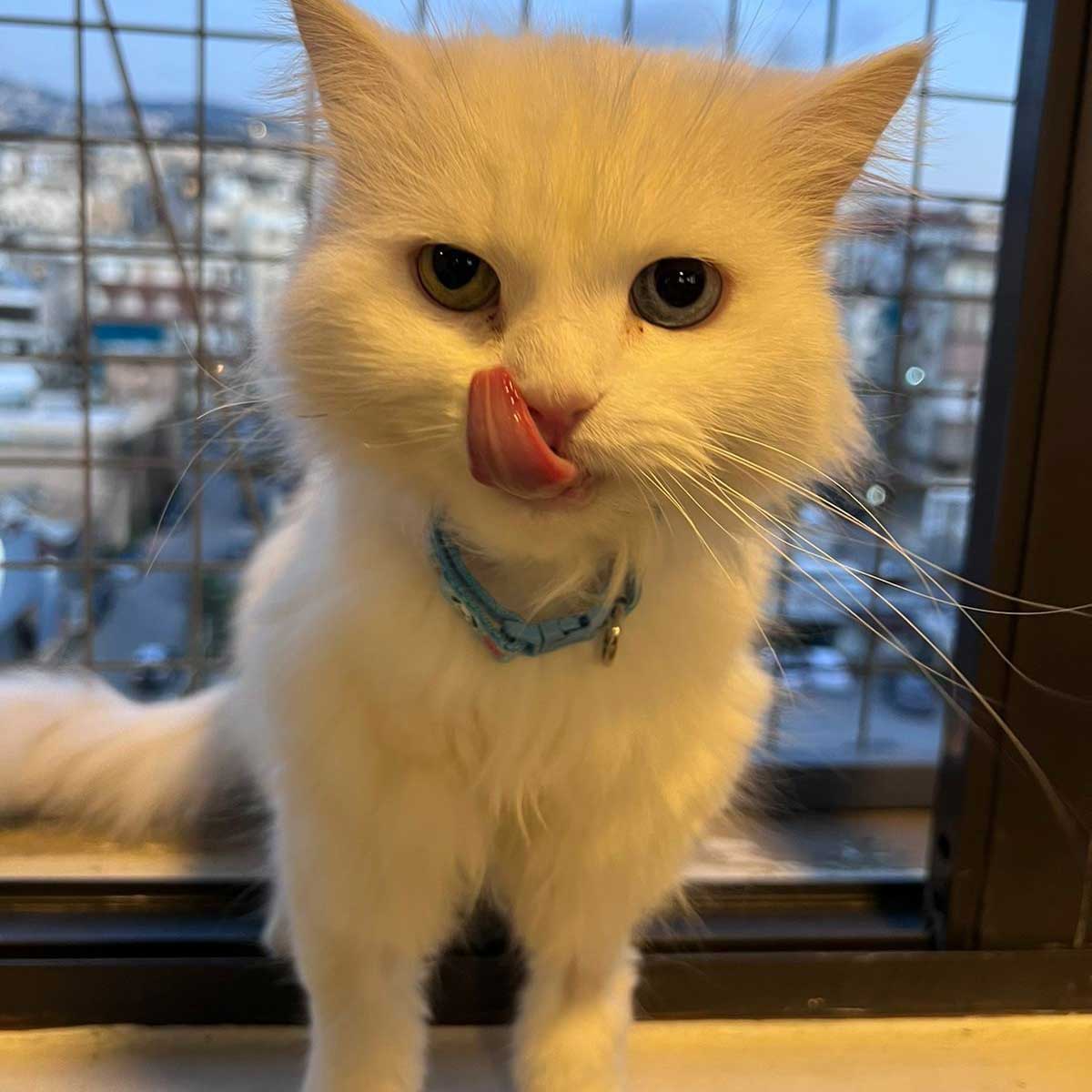KITTY THE CAT SAVED FROM BEING SOLD