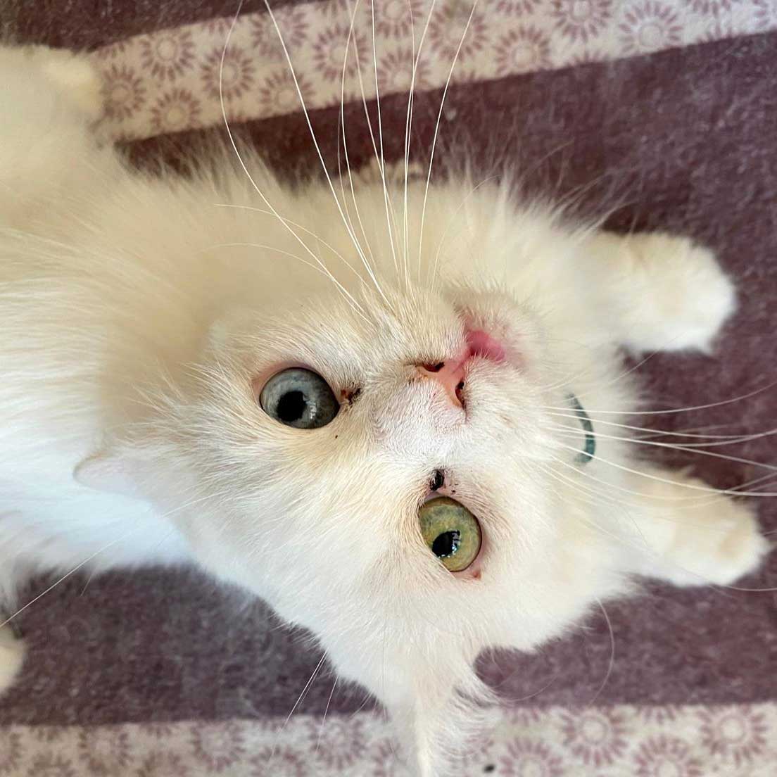 KITTY THE CAT SAVED FROM BEING SOLD