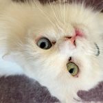 KITTY THE CAT SAVED FROM BEING SOLD