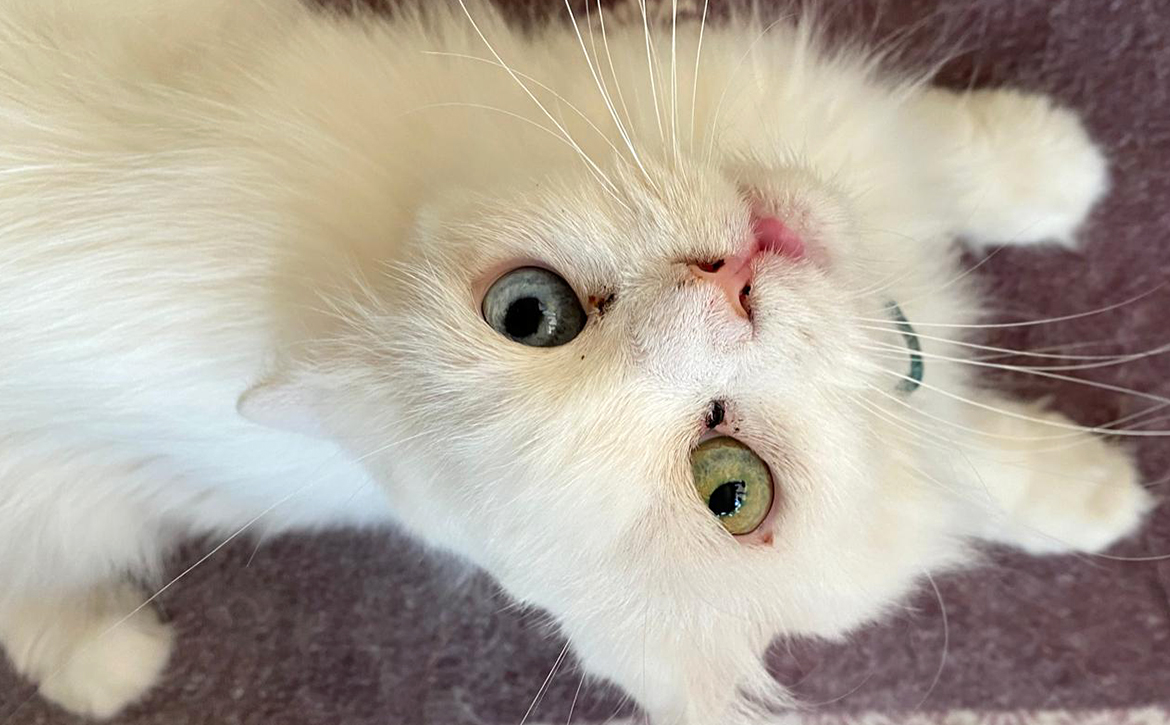 KITTY THE CAT SAVED FROM BEING SOLD