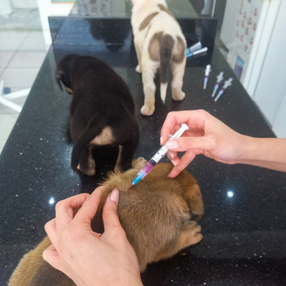 WHEN THE STRAY MOM IS NOT SPAYED: 9 PUPPIES