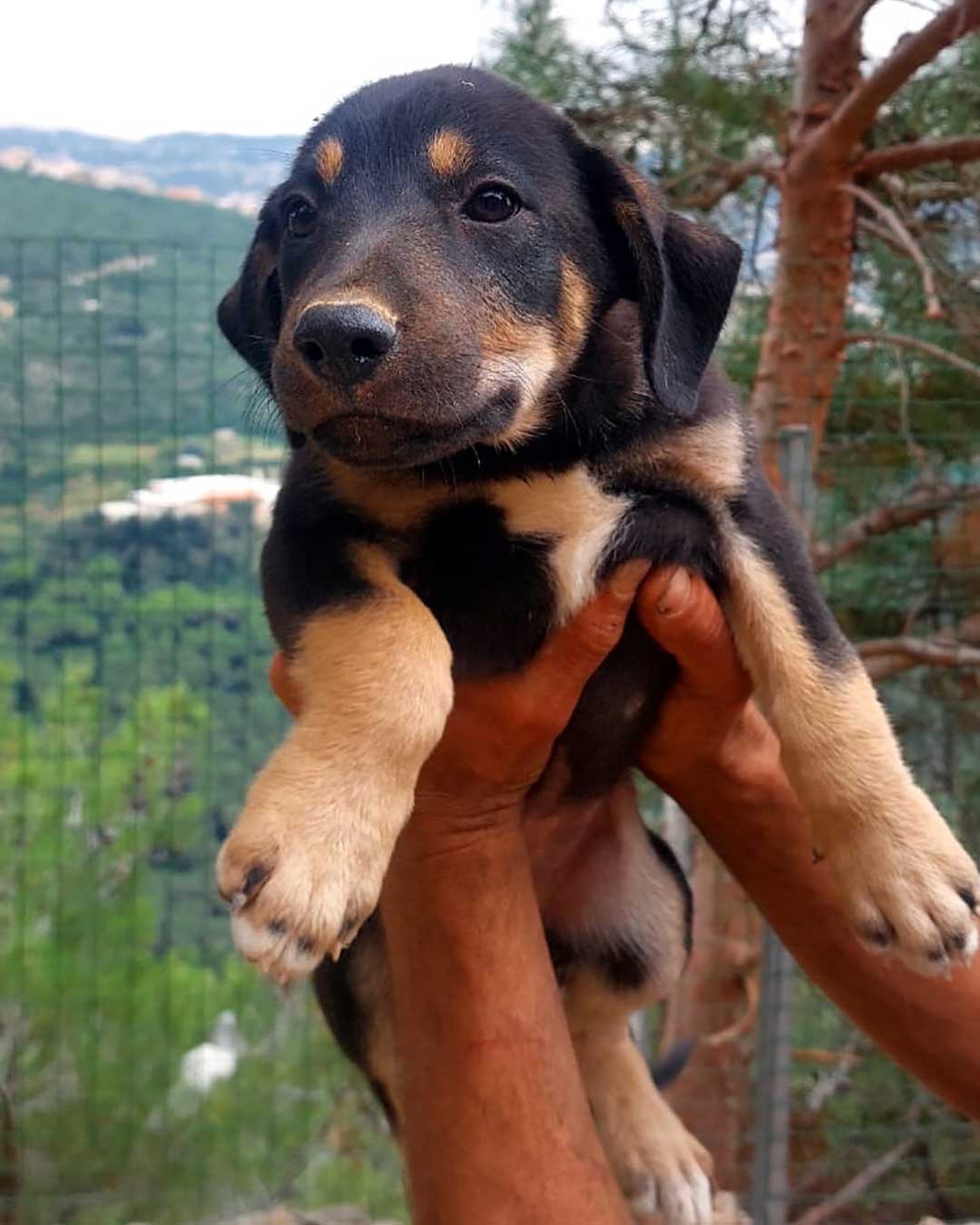 WHEN THE STRAY MOM IS NOT SPAYED: 9 PUPPIES