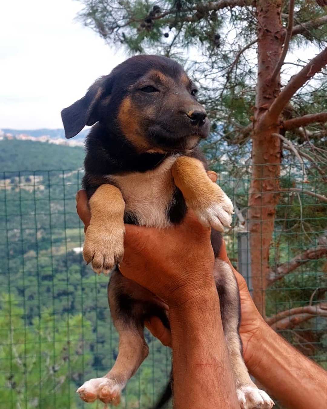 WHEN THE STRAY MOM IS NOT SPAYED: 9 PUPPIES