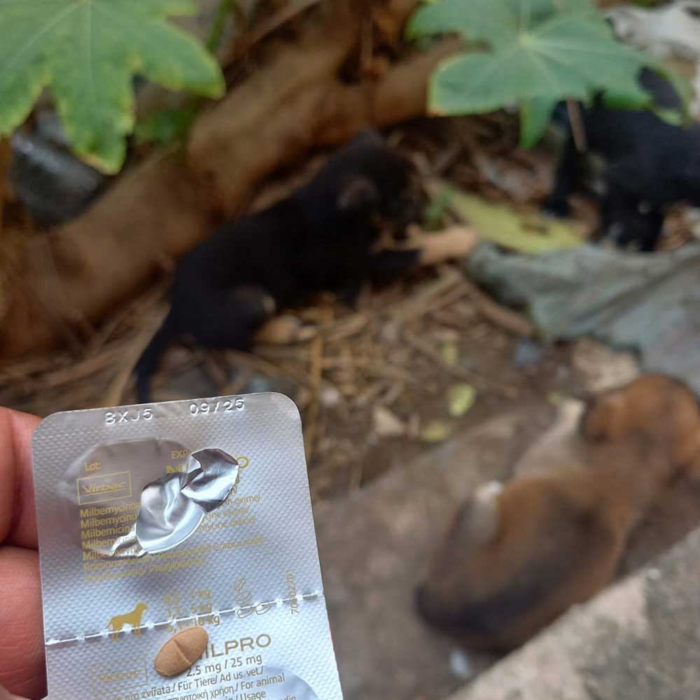 WHEN THE STRAY MOM IS NOT SPAYED: 9 PUPPIES