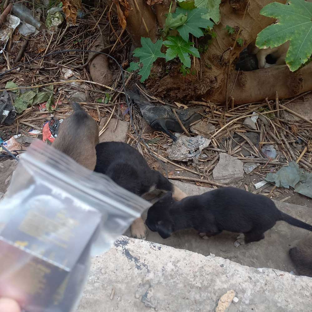 WHEN THE STRAY MOM IS NOT SPAYED: 9 PUPPIES