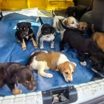 WHEN THE STRAY MOM IS NOT SPAYED: 9 PUPPIES
