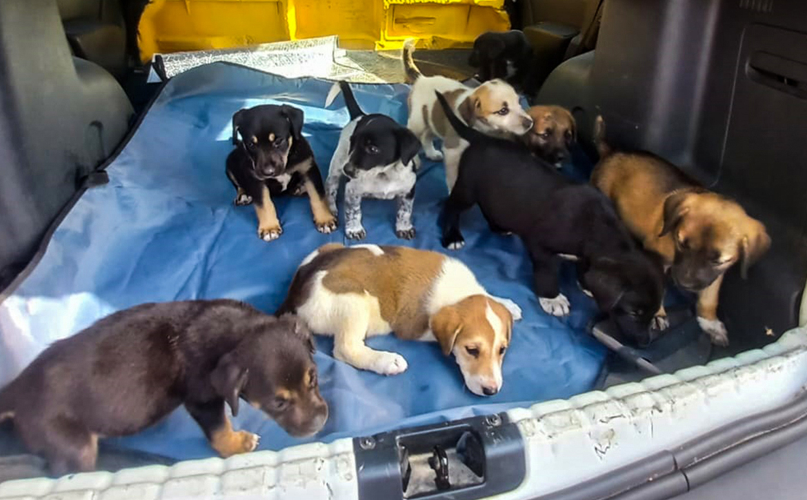 WHEN THE STRAY MOM IS NOT SPAYED: 9 PUPPIES