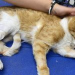 MIRACULOUS SURVIVAL: BERT MADE IT!