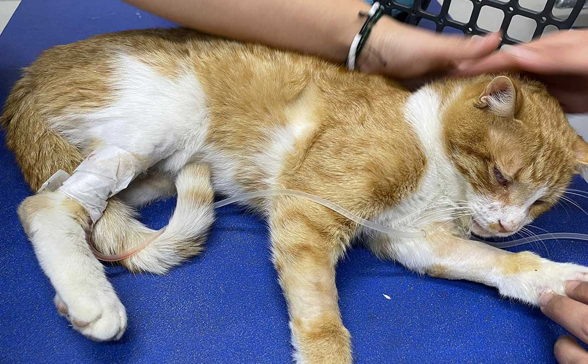 MIRACULOUS SURVIVAL: BERT MADE IT!