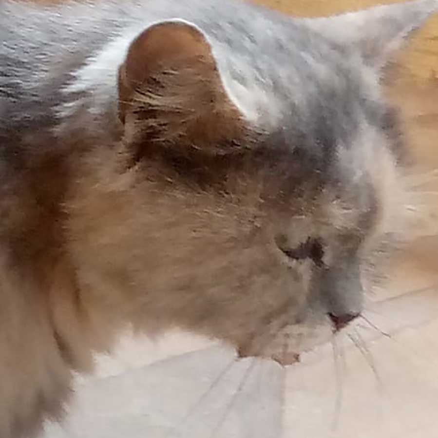 A MOM STRAY CAT AND HER 2 KITTENS