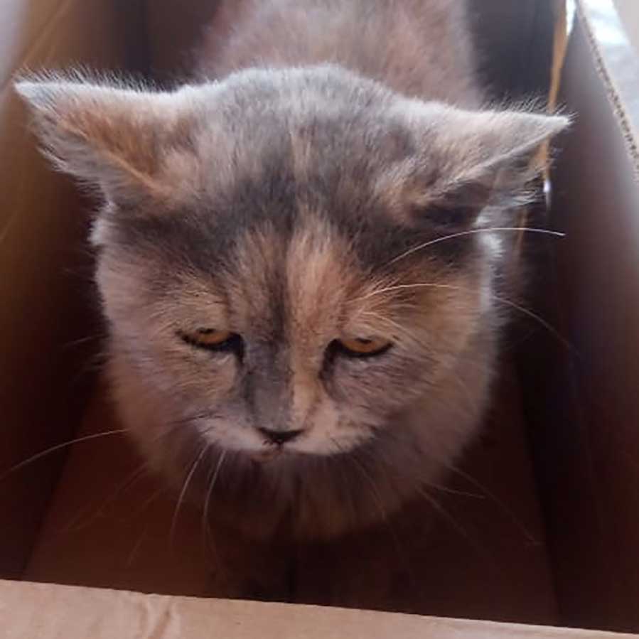 A MOM STRAY CAT AND HER 2 KITTENS