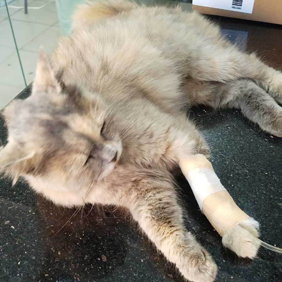 A MOM STRAY CAT AND HER 2 KITTENS