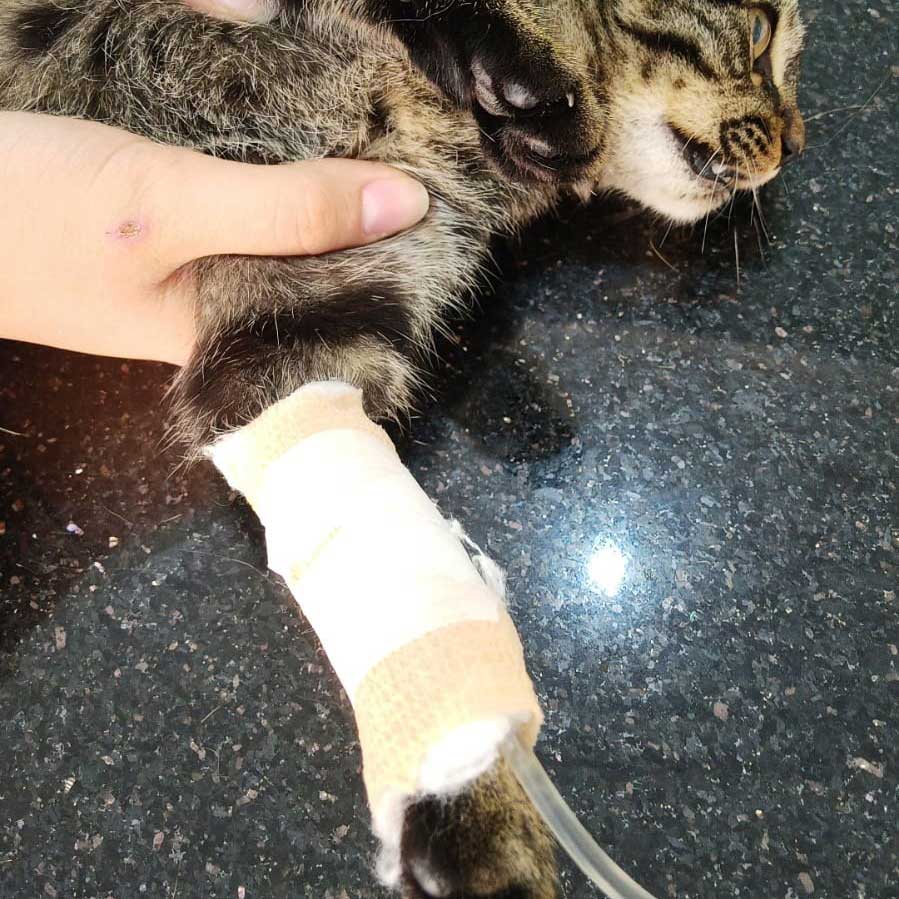 A MOM STRAY CAT AND HER 2 KITTENS