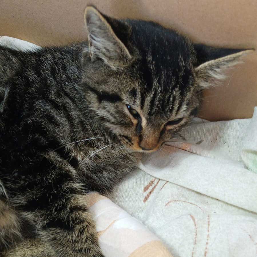 A MOM STRAY CAT AND HER 2 KITTENS