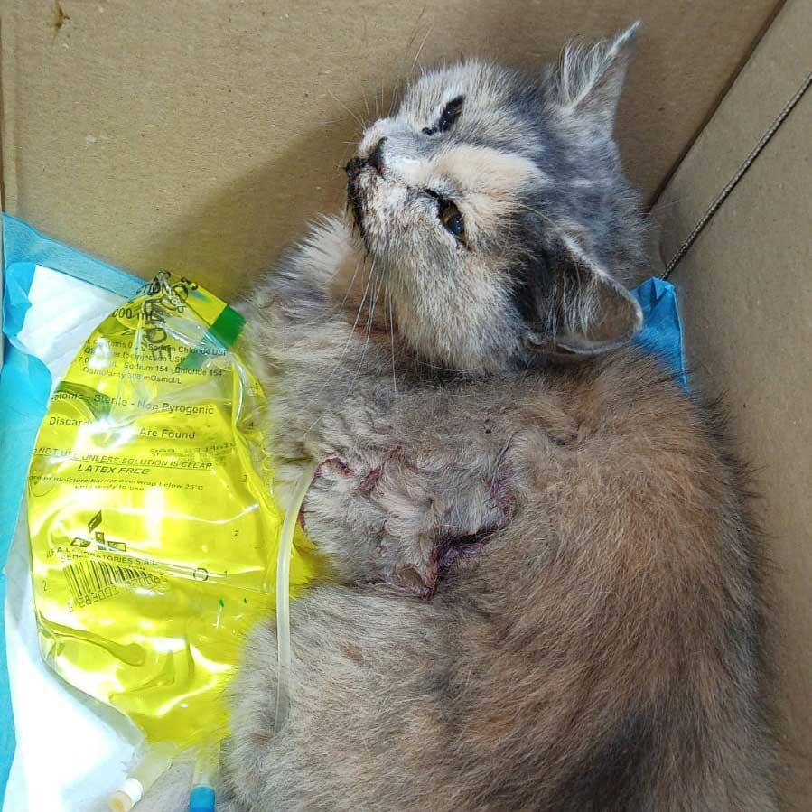 A MOM STRAY CAT AND HER 2 KITTENS