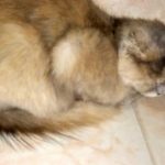 A MOM STRAY CAT AND HER 2 KITTENS
