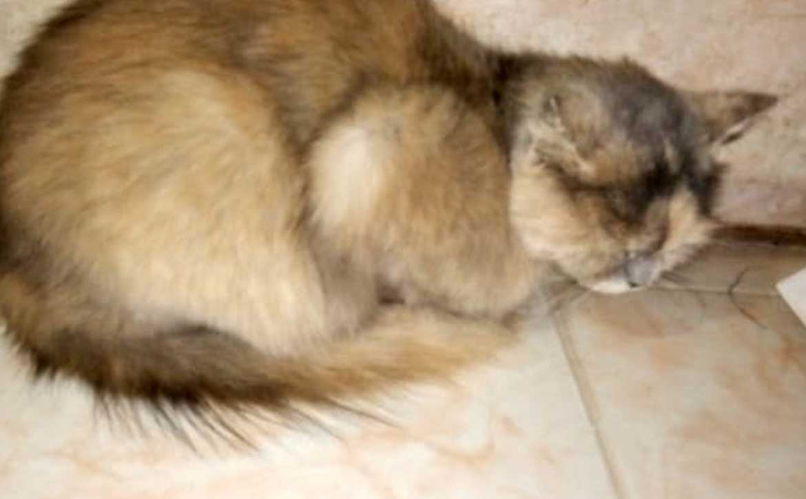 A MOM STRAY CAT AND HER 2 KITTENS