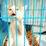 THE COMPASSIONATE CHOICE: FOSTERING RESCUED CATS OVER CAGING THEM