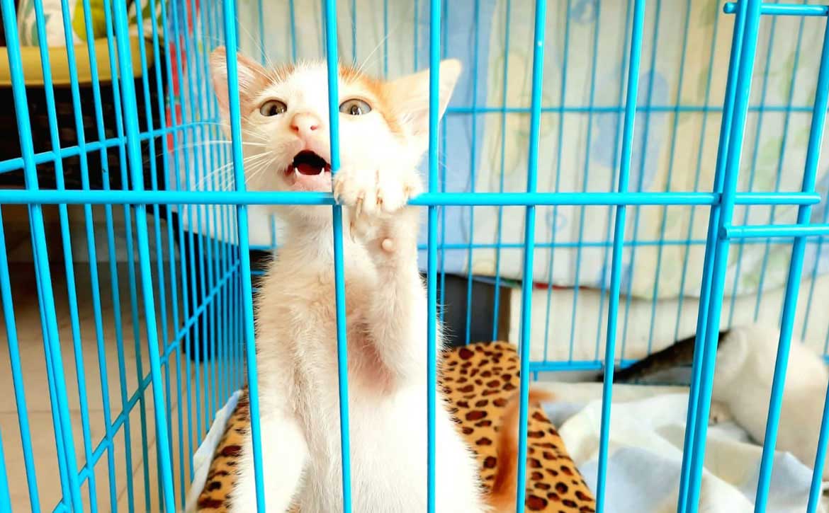 THE COMPASSIONATE CHOICE: FOSTERING RESCUED CATS OVER CAGING THEM