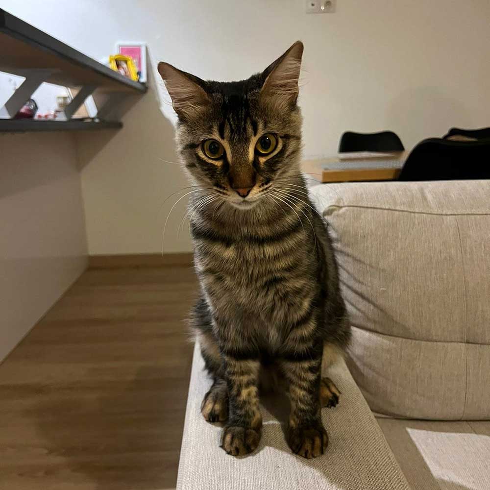 FELIX IS NOW IN LE HAVRE, HOME!
