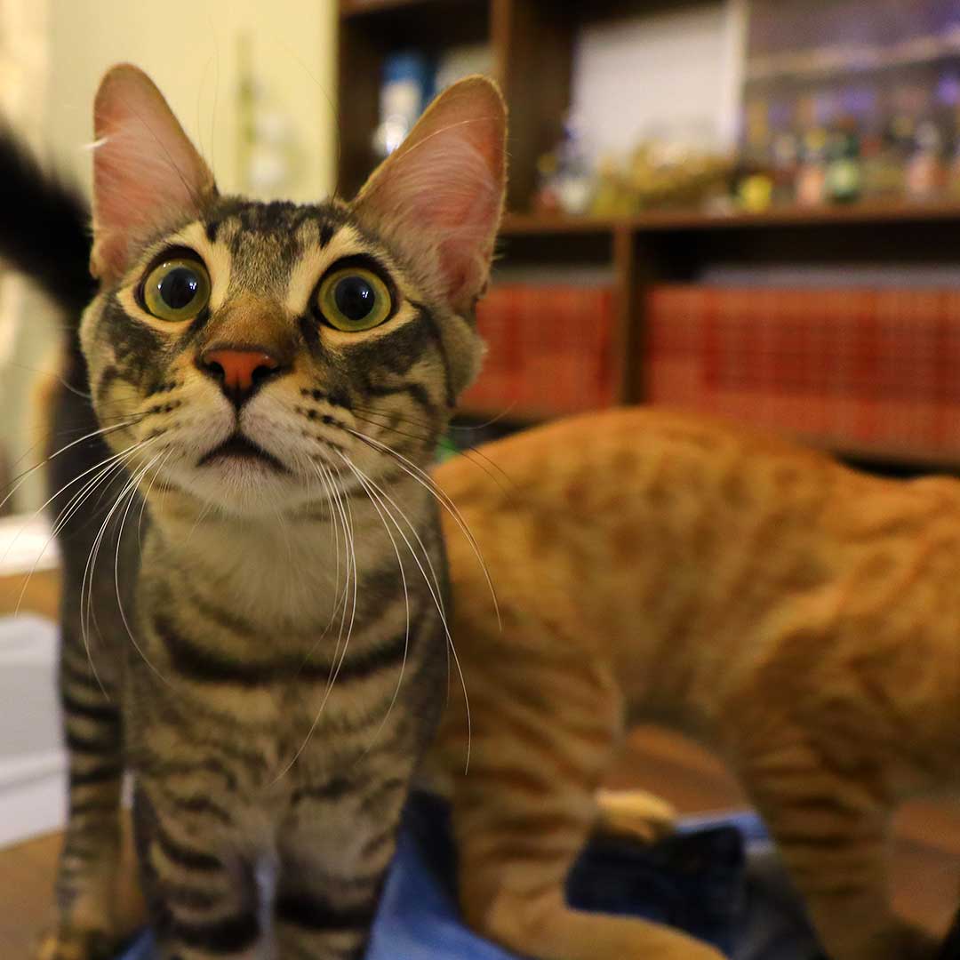 FELIX AND FRED TO A FOSTER HOME IN PARIS