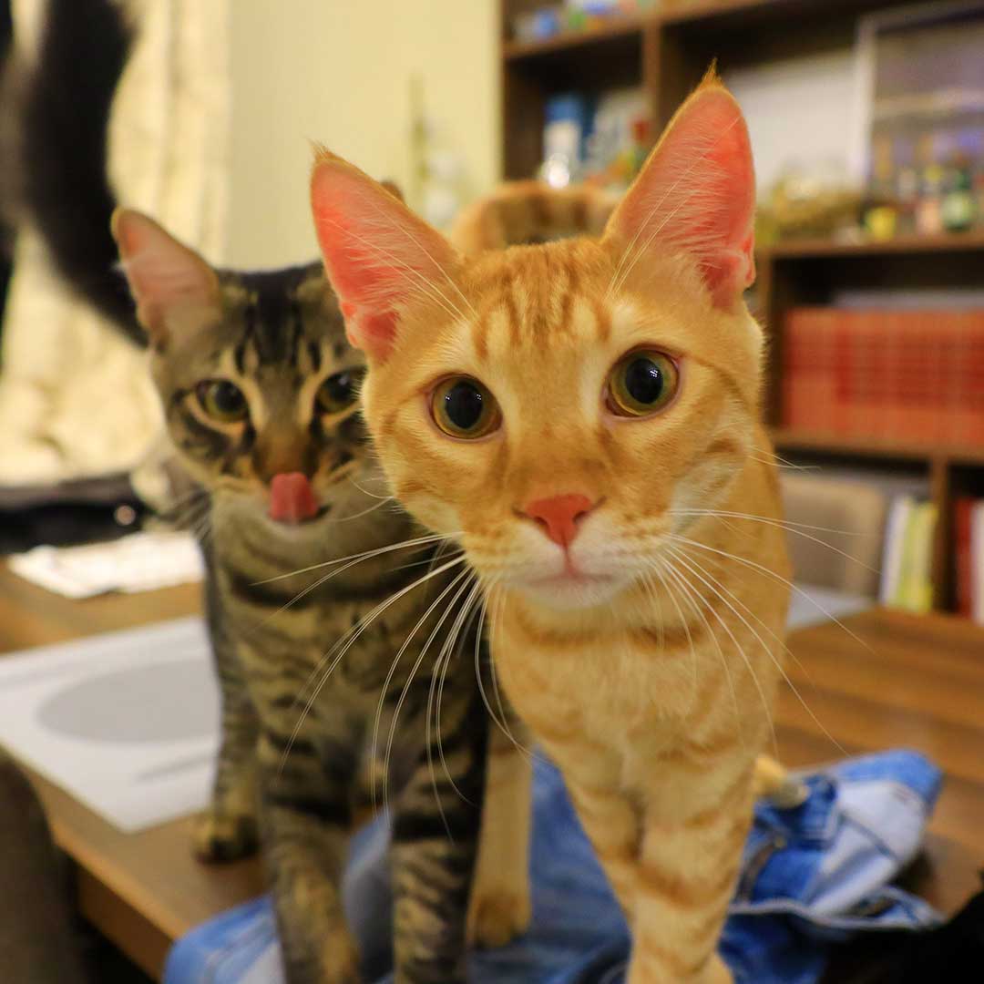 FELIX AND FRED TO A FOSTER HOME IN PARIS
