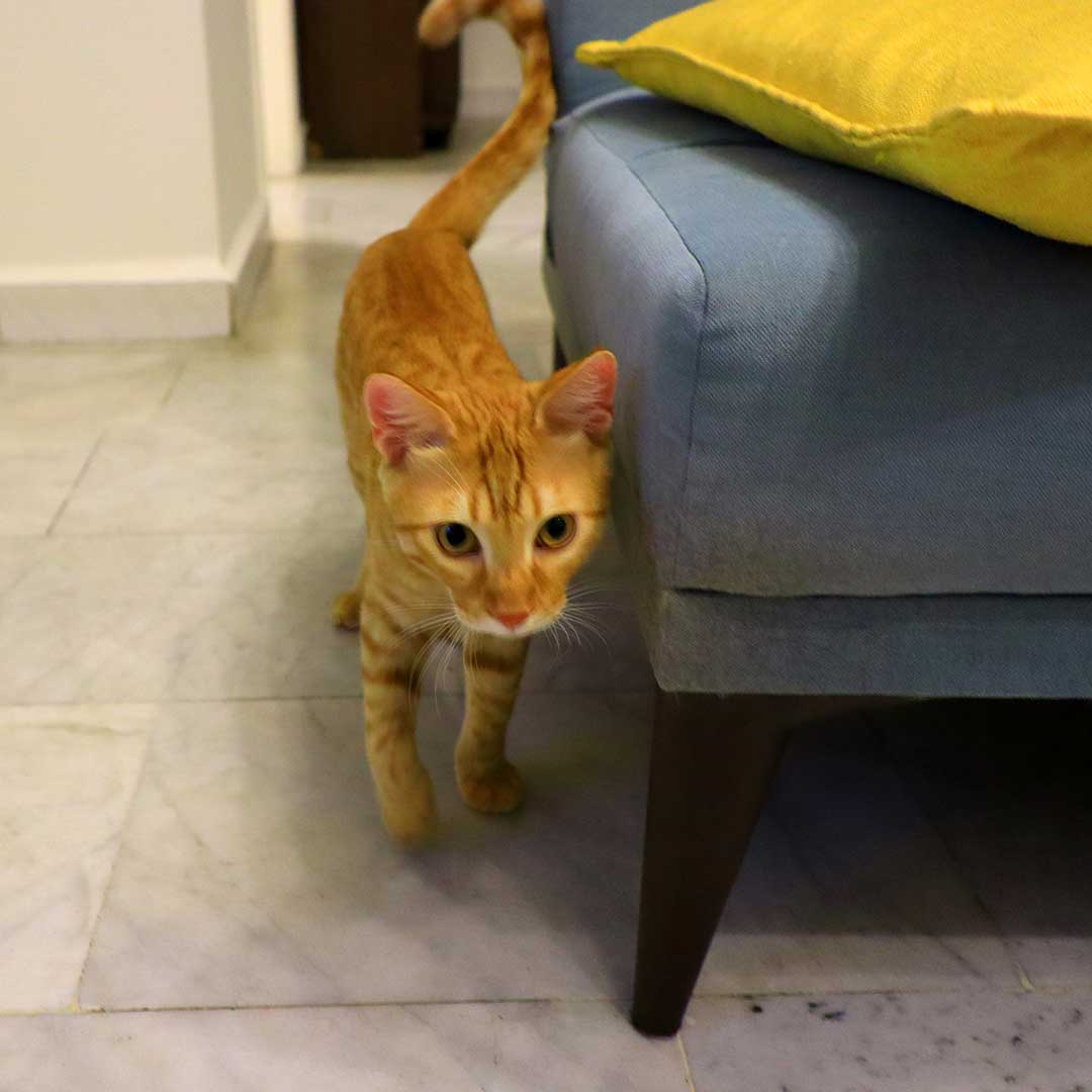 FELIX AND FRED TO A FOSTER HOME IN PARIS
