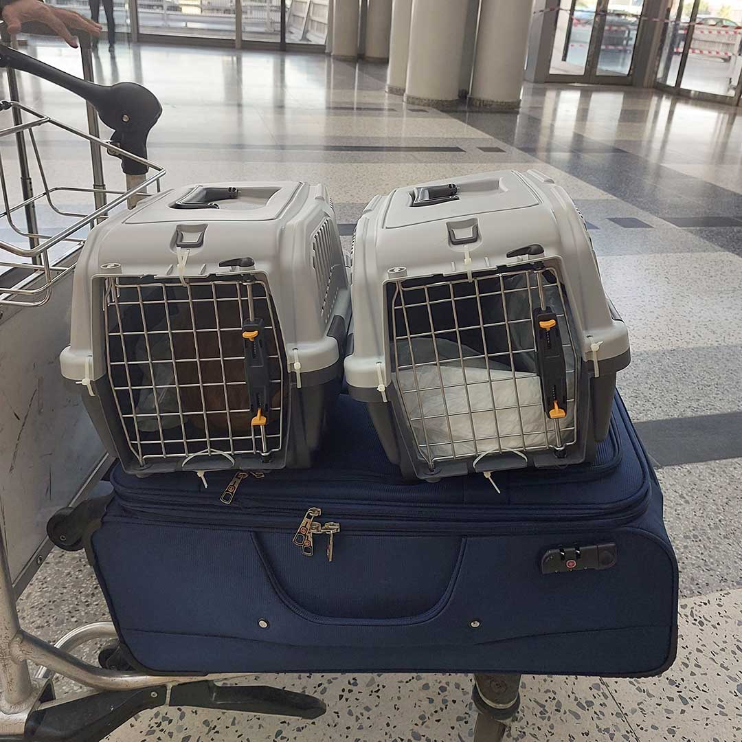 FELIX AND FRED TO A FOSTER HOME IN PARIS