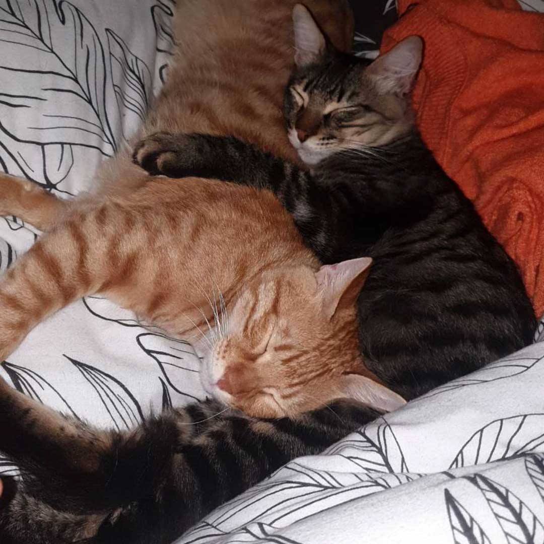 FELIX AND FRED TO A FOSTER HOME IN PARIS