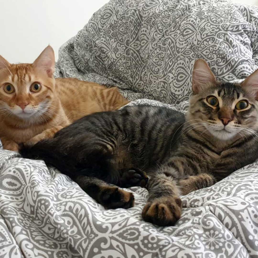 FELIX AND FRED TO A FOSTER HOME IN PARIS