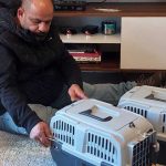 FELIX AND FRED TO A FOSTER HOME IN PARIS