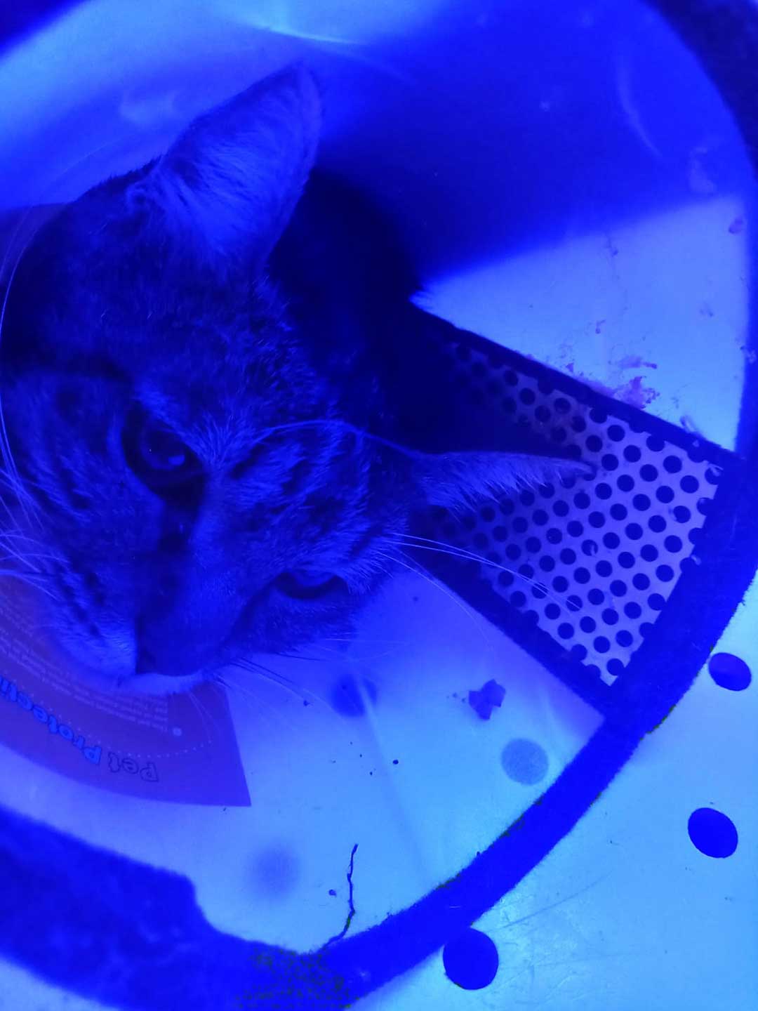 MAYA AKA LUNA AND A COMPLEX SURGERY