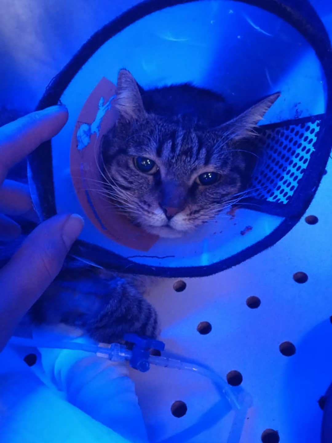 MAYA AKA LUNA AND A COMPLEX SURGERY