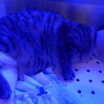 MAYA AKA LUNA AND A COMPLEX SURGERY